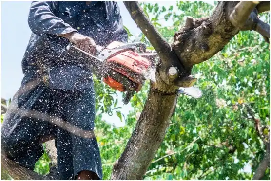 tree services Hustisford